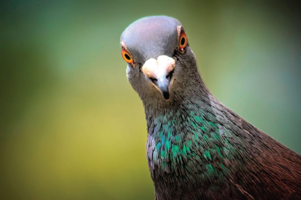 uk-home-improvement-Humane-Pest-Control-Against-Pigeons