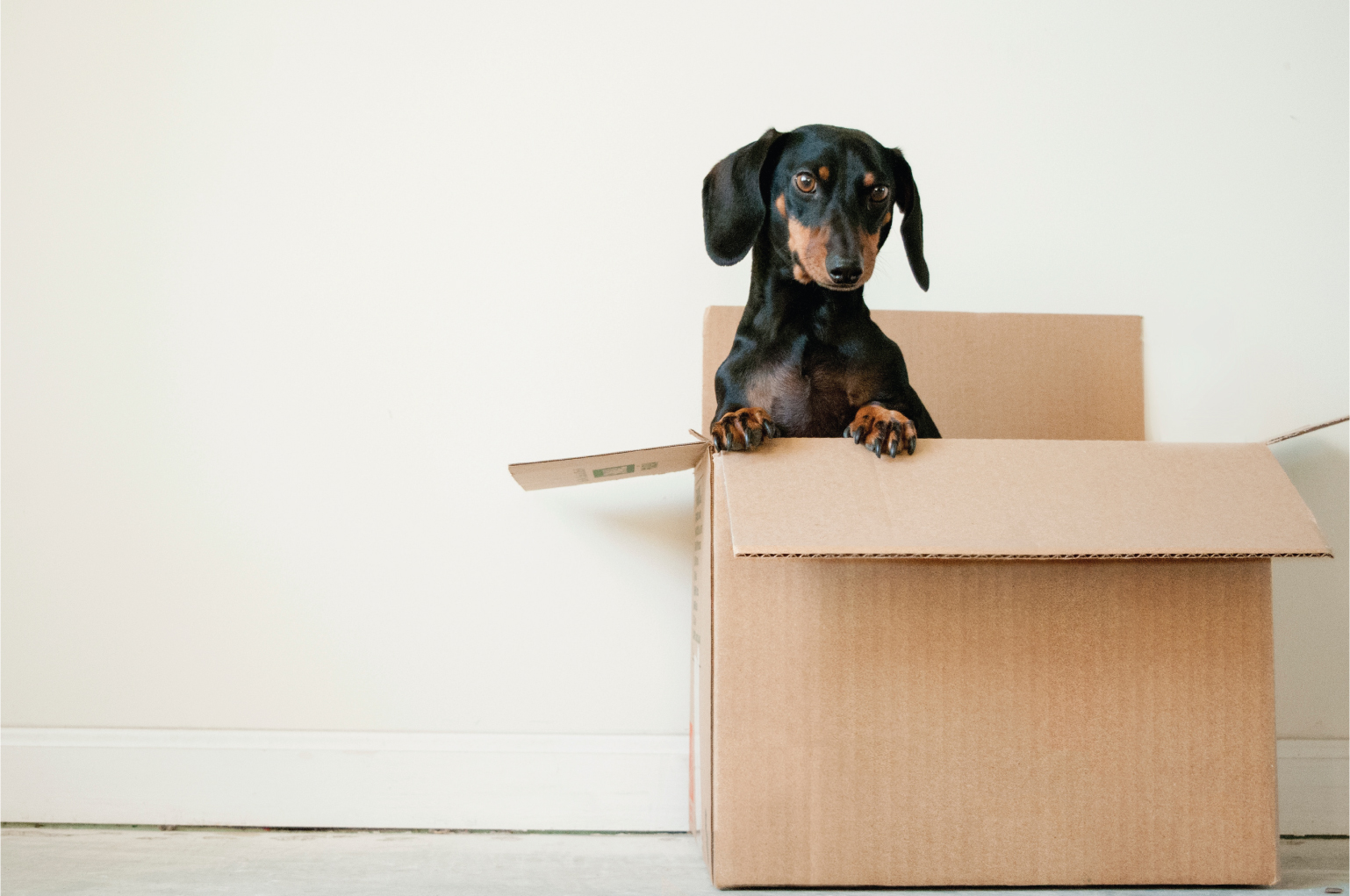 uk-home-improvement-moving-with-pets-Clockwork-removals